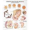 Denoyer-Geppert Charts/Posters, Embryo/Fetus Growth Mounted 1334-10